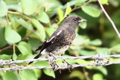 Pied Bushchat