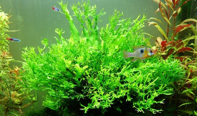 25 Jenis Tanaman Aquascape Cantik Untuk Akuarium Anda