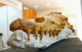 whale fossils