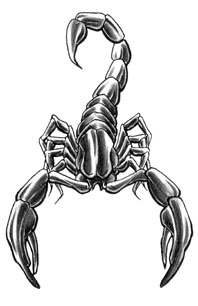 Scorpions design tattoo art