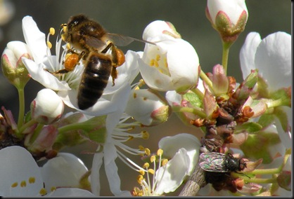 abeja
