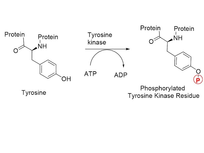 Kinase linked and related Receptors