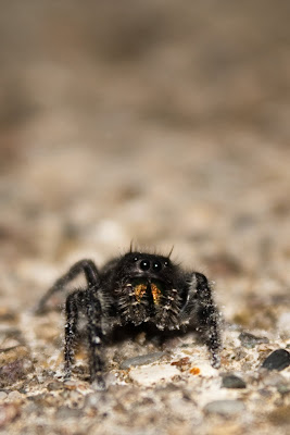 Michigan Spiders - Jumping Spider-4