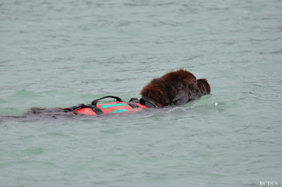 Terre-Neuve Jeagger sauveteur aquatique  au lac de Vouglans photographe JD Amet Ecisa