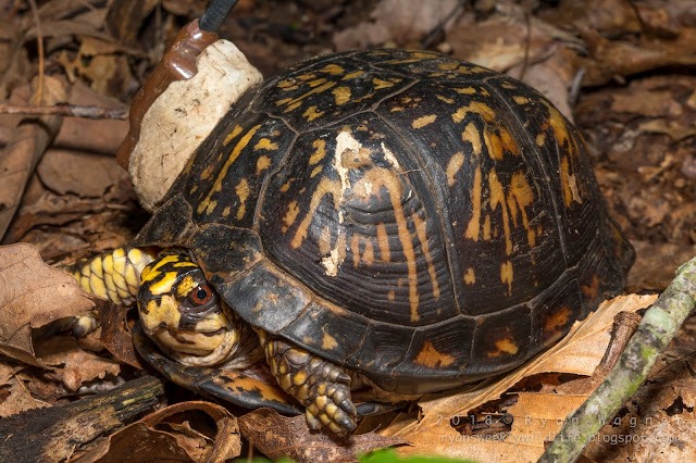 Box turtle