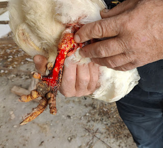 Checking the wound on our white chicken