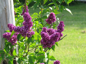 lilacs