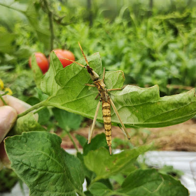 昆虫病原糸状菌（Entomophaga grylli (Fres.) Batko）