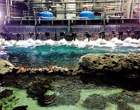 Swim with Gentle Giants, Behind the Scenes Tour, Georgia Aquarium