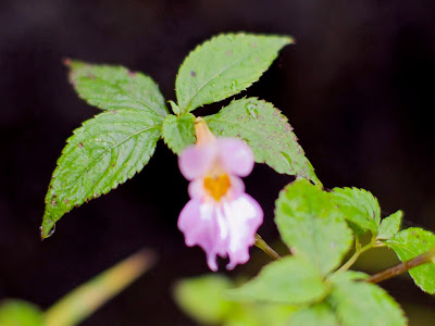 √画像をダウンロード 紫花凤仙花 190613-紫花凤仙花 英文