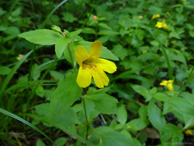 50: yellow flowers