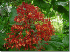 Clerodendrum speciosissimum