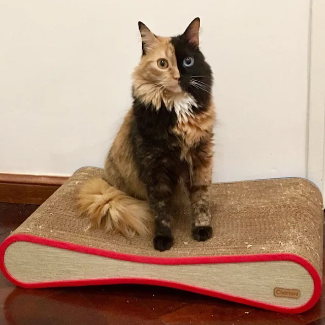 Introducing-Quimera-the-Breathtaking-Feline-with-T͏wo͏-D͏i͏ffe͏r͏e͏n͏t͏-Fa͏c͏e͏s͏-cats-stories