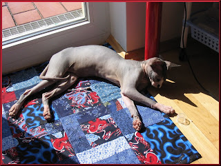 Dragonheart enjoying the sun on his Bizzy for Gizzy Quilt
