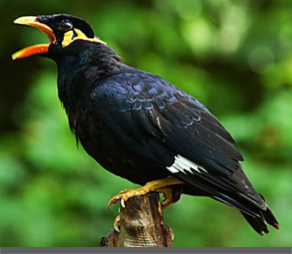 burung beo hitam