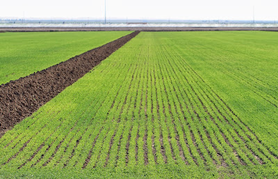 Alfalfa Field in the Imperial Valley