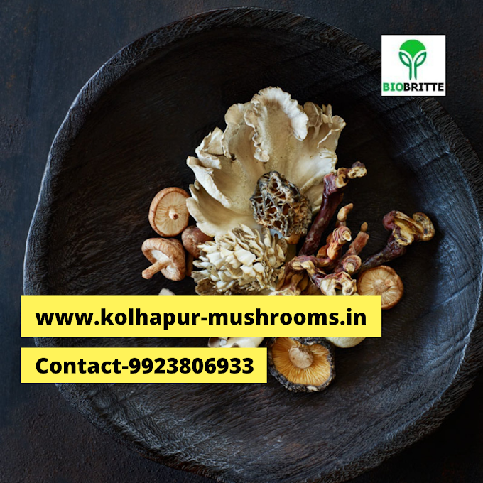 Mushroom seeds shop near me | Organic mushroom spawn | Mushroom spawn supply