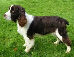 English Springer