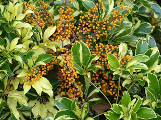 Arbre ombelle - Scheffléra nain - Arbre parasol - Arbre-parapluie - Schefflera arboricola