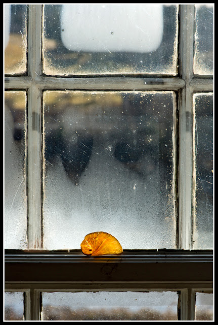 Nova Scotia; Maritimes; Window; Shell