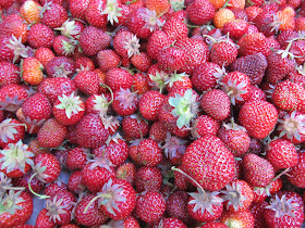 lots of little strawberries