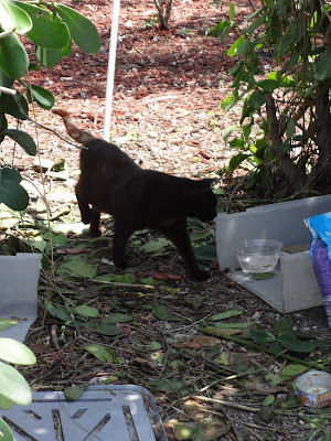 National Feral Cat Day Romeo TNR TNRM