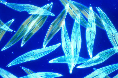 Phytoplankton, Hewan Yang Hidup Di laut Yang Bisa Mengeluarkan Cahaya Di Permukaan Air Laut