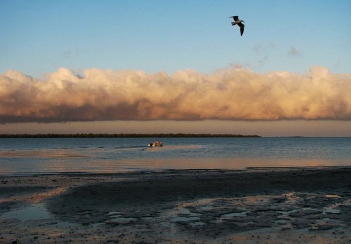 morning-glory (10)