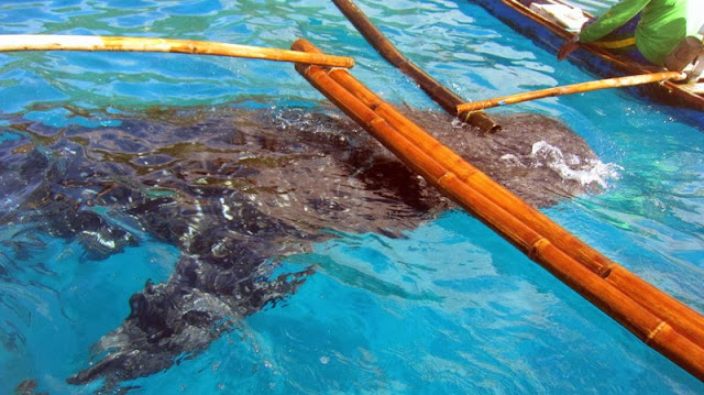 Whale Shark Encounter, Oslob, Cebu