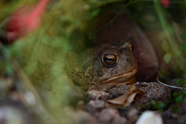 Toad, Arizona garden