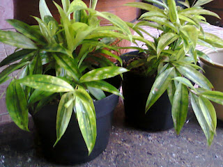 Jual Bambu Golden Dracena