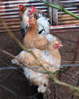 chickens in Costa Rica