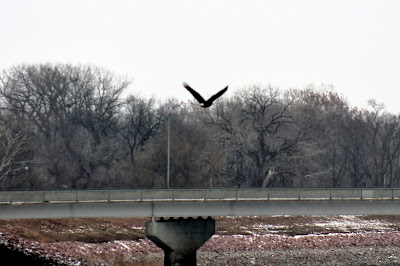 Let Nature Inspire and Center You - Eagles return to Iowa - Easy Life Meal & Party Planning