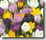 crocus_group