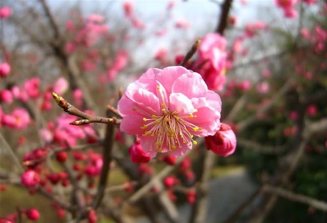 Plum Flowers