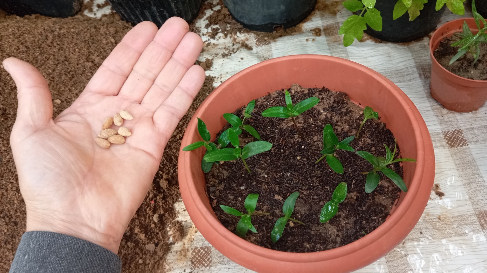 Are you looking to add a touch of Mediterranean charm to your garden? Growing your own olive tree from seed might just be the perfect project for you! Not only is it a rewarding endeavor, but it also allows you to witness the fascinating journey from tiny seed to flourishing tree.