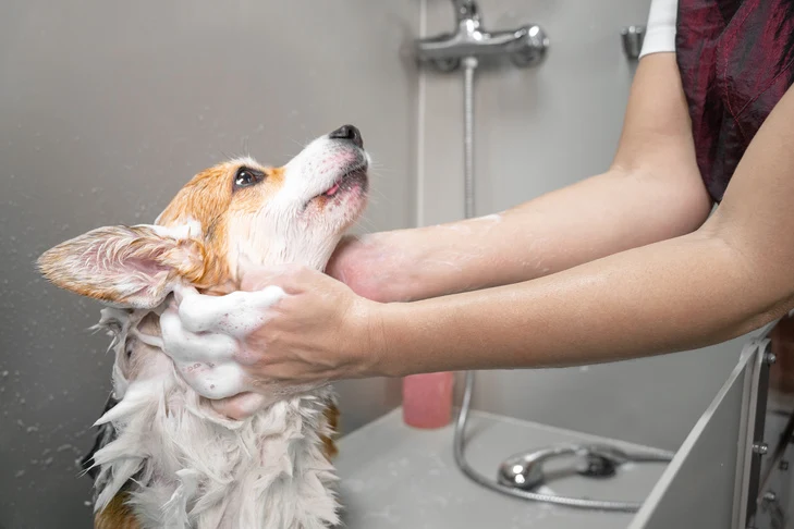 Cachorro tomando banho