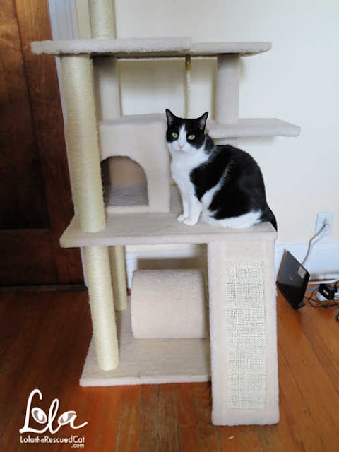 Frisco Cat Tower|Chewy.com