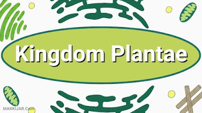 Kingdom Plantae