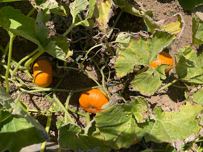 Ripe Baby Bear pumpkins growing in a vege garden bed.