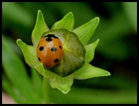 ladybug0510 (2)