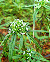 bunga rumput relaks minda