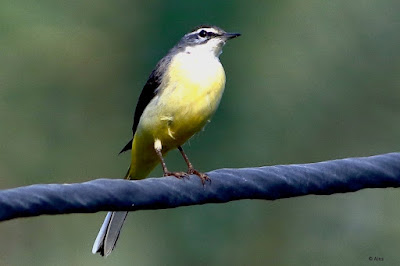 "Gray Wagtail - Motacilla cinerea, winter visitor one of the first migrants to arrive in Mount Abu."