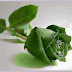 Lovely Green rose Pictures Images photos Wallpapers  free download
