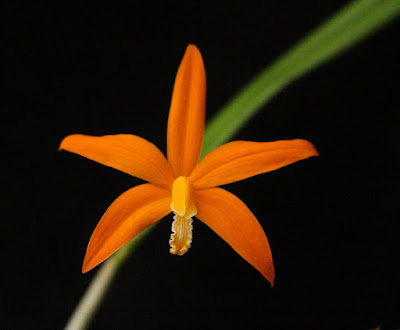 Laelia harpophylla care and culture