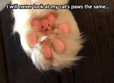 Cat paw with a little face looks like a teddy bear.