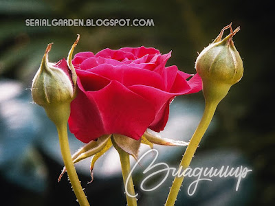 Rose Rosa Vladimir garden tree plant сад дерево flower grow цветок растение vegetable fruit выращивание огород seeds grass многолетние berry growing семена landscaping planting трава gardening perennial посадка cultivation shrub фрукт ягода куст озеленение многолетник овощеводство садоводство