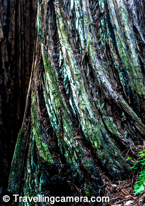 The main attraction of Muir Woods National Monument is the coast redwood trees. They are known for their height and are related to the giant sequoia of the Sierra Nevada. While redwoods can grow to nearly 380 feets, the tallest tree in the Muir Woods is 258 feets. The trees come from a seed no bigger than that of a tomato. Most of the redwoods in the monument are between 500 and 800 years old. The oldest is at least 1,200 years old.