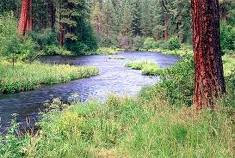 sabarmala forest water