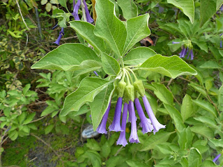 Iochrome à fleurs bleues - Iochroma cyaneum - Iochroma cyanea